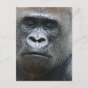 Gorilla Look Postcard Postkarte