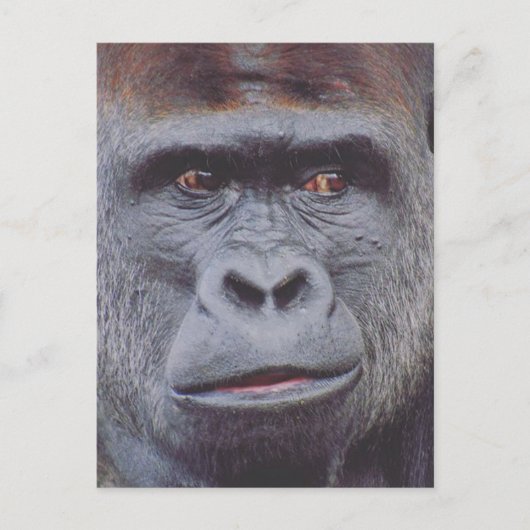Gorilla-Look Postkarte (Vorderseite)