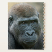 Gorilla Lope & Shufai Planer (Rückseite)