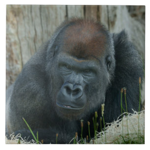 Gorilla Lope's Chill Time Fliese