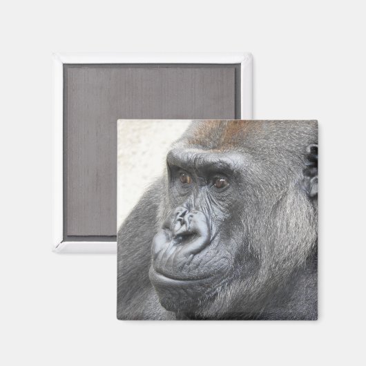 Gorilla Magnet (Vorderseite/Rückseite)