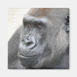 Gorilla-Magnet Magnet