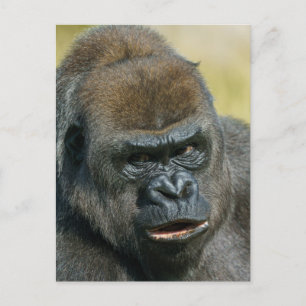 Gorilla Mother Postkarte