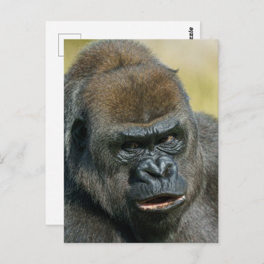 Gorilla Mother Postkarte (Vorne/Hinten)
