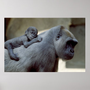 Gorilla Mother und Baby Poster