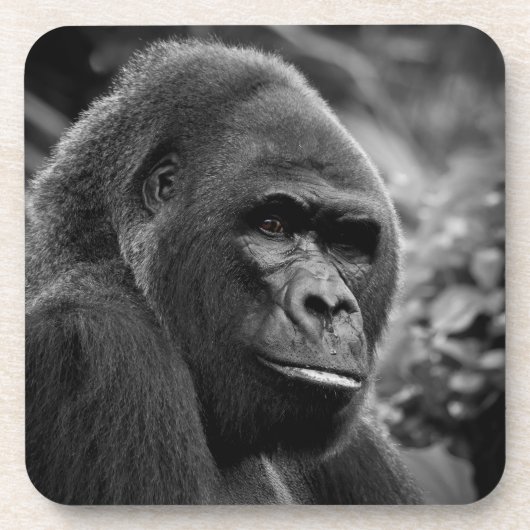 Gorilla Nah Schwarz-Weiß-Portrait Getränkeuntersetzer (Vorderseite)
