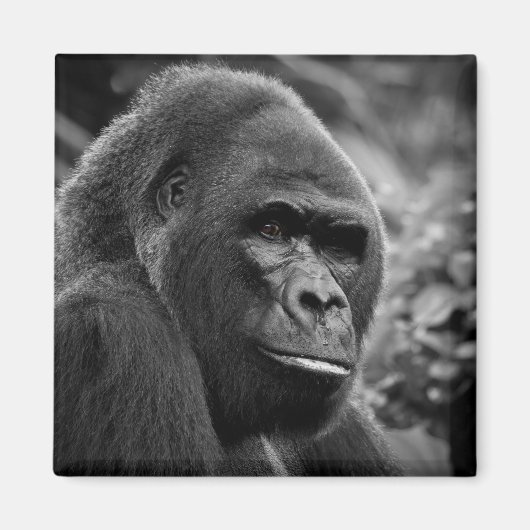 Gorilla Nah Schwarz-Weiß-Portrait Magnet (Vorne)