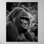 Gorilla Nah Schwarz-Weiß-Portrait Poster (Vorne)