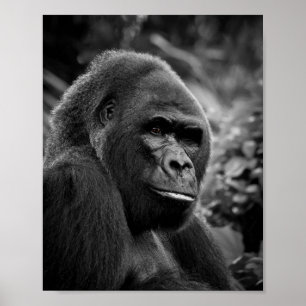 Gorilla Nah Schwarz-Weiß-Portrait Poster