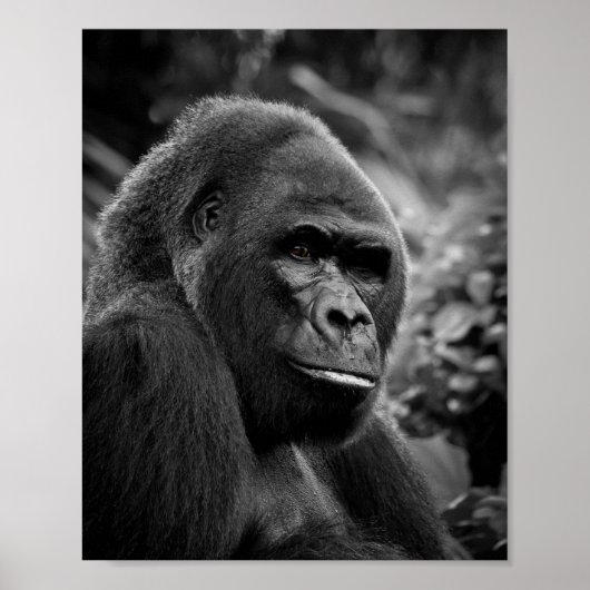 Gorilla Nah Schwarz-Weiß-Portrait Poster (Vorne)