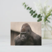 Gorilla Oscar 8645 Postkarte (Stehend Vorderseite)