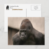 Gorilla Oscar 8645 Postkarte (Vorne/Hinten)