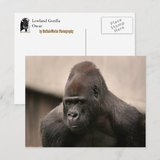 Gorilla Oscar 8645 Postkarte (Vorne/Hinten)