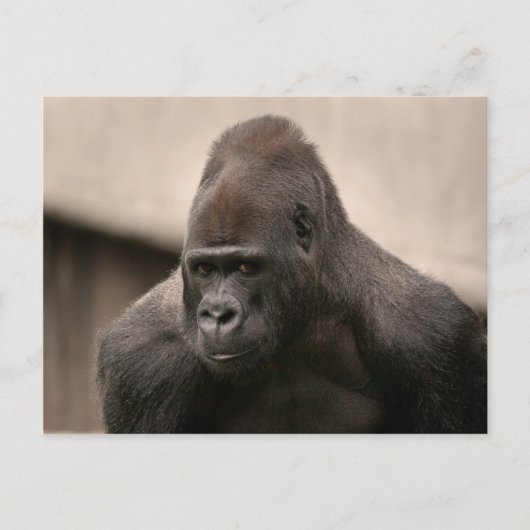 Gorilla Oscar 8645 Postkarte (Vorderseite)