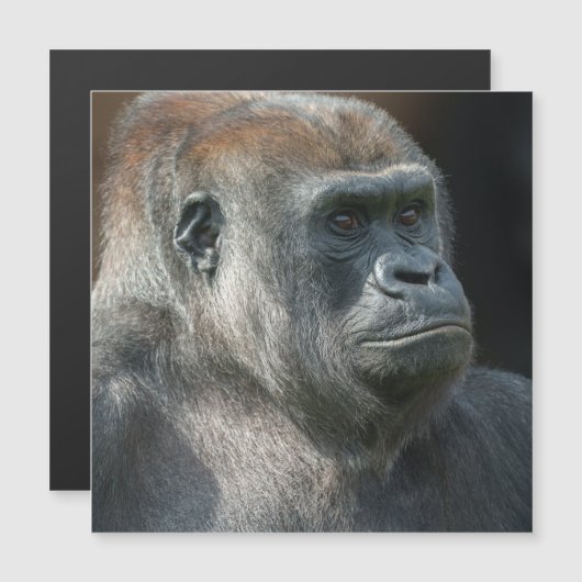 Gorilla Ozala Magnetkarte (Vorne/Hinten)