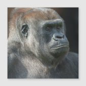Gorilla Ozala Magnetkarte (Vorderseite)