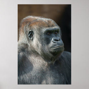 Gorilla Ozala Poster