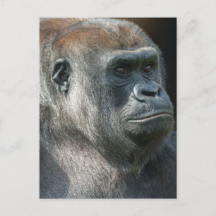 Gorilla Ozala Postkarte