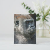 Gorilla Ozala Postkarte (Stehend Vorderseite)