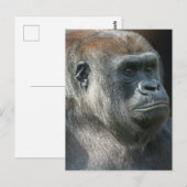 Gorilla Ozala Postkarte (Vorne/Hinten)