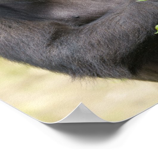 Gorilla-Portrait Poster (Ecke)