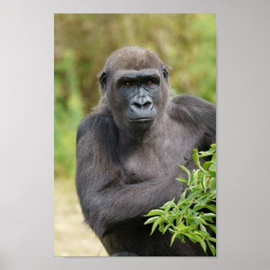 Gorilla-Portrait Poster (Vorne)