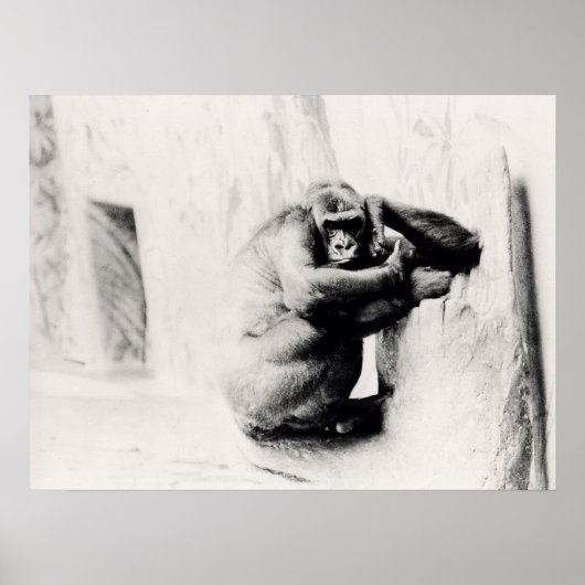 Gorilla-Pose Poster (Vorne)