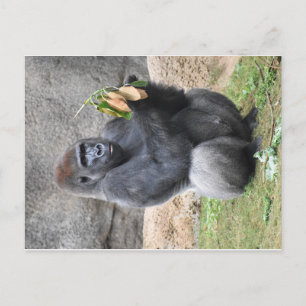 Gorilla Postcard Postkarte