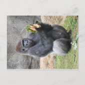 Gorilla Postcard Postkarte (Vorderseite)