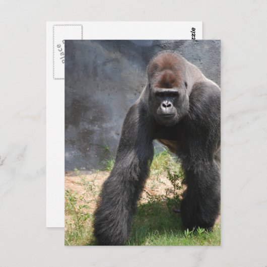 Gorilla Postcard Postkarte (Vorne/Hinten)