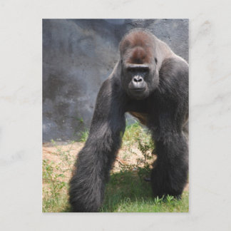 Gorilla Postcard Postkarte