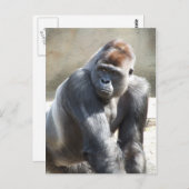 Gorilla Postcard Postkarte (Vorne/Hinten)