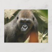 Gorilla Postcard Postkarte (Vorderseite)