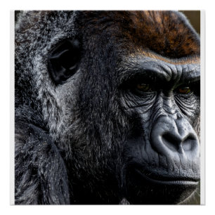 Gorilla Poster