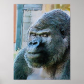 GORILLA POSTER (Vorne)