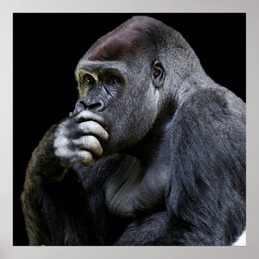 Gorilla Poster (Vorne)