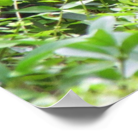 Gorilla Poster (Ecke)