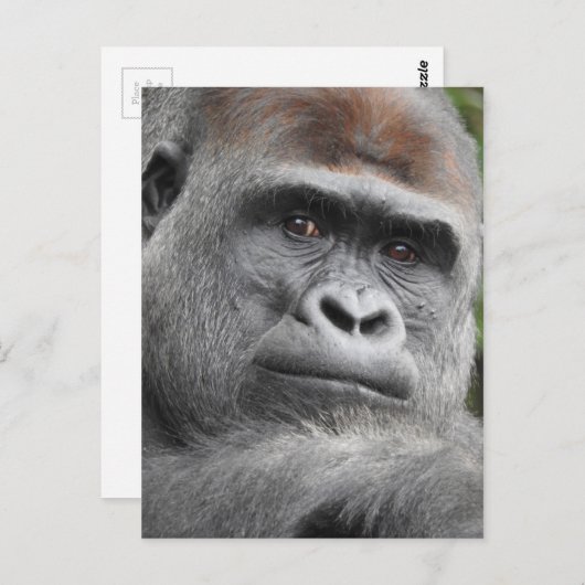 Gorilla Postkarte (Vorne/Hinten)
