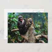 Gorilla Postkarte (Vorne/Hinten)
