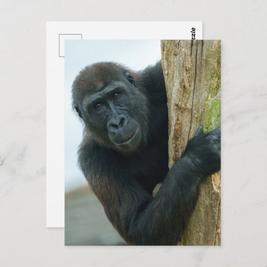 Gorilla Postkarte (Vorne/Hinten)