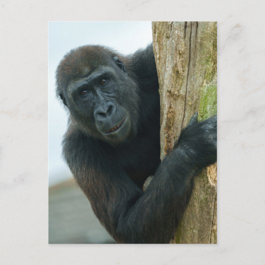 Gorilla Postkarte (Vorderseite)