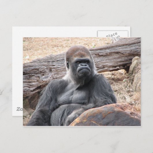 Gorilla Postkarte (Vorne/Hinten)