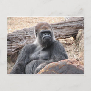 Gorilla Postkarte