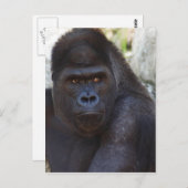 Gorilla Postkarte (Vorne/Hinten)