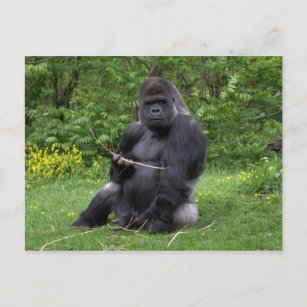 Gorilla Postkarte