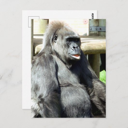 GORILLA POSTKARTE (Vorne/Hinten)