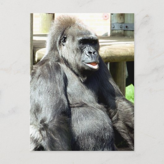 GORILLA POSTKARTE (Vorderseite)