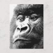 Gorilla Postkarte (Vorderseite)