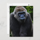 Gorilla Postkarte (Vorne/Hinten)