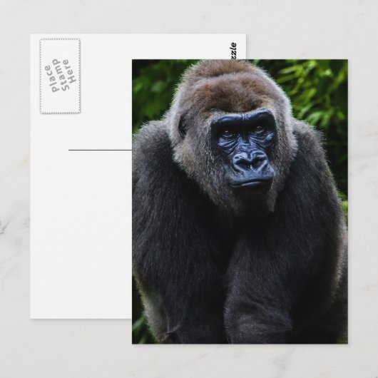 Gorilla Postkarte (Vorne/Hinten)